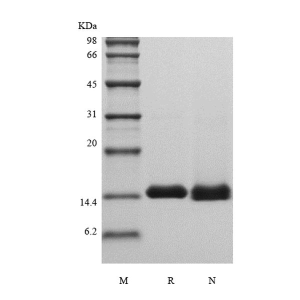 Recombinant Human Galectin-1