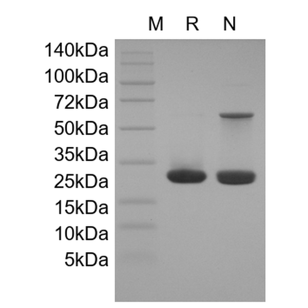 Recombinant Mouse SHH