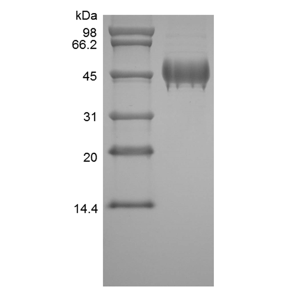 Recombinant Human PEDF