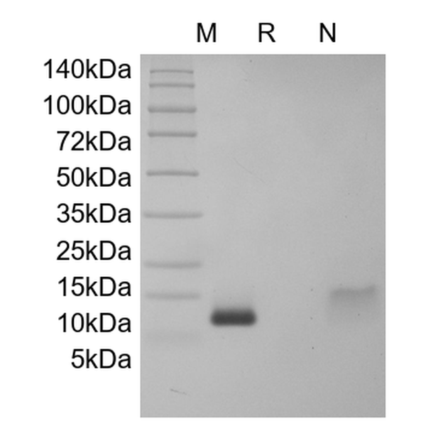 Recombinant Human DES1-3 IGF-1