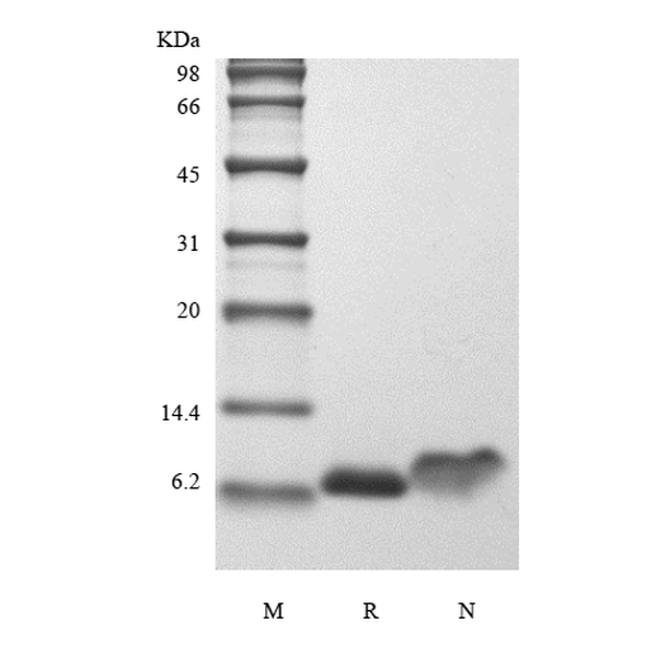 Recombinant Human IGF-1, 15N