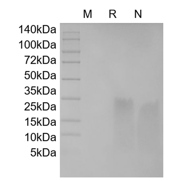 Recombinant Human BD-2
