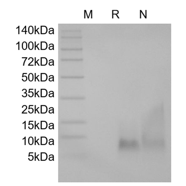 Recombinant Human BD-3