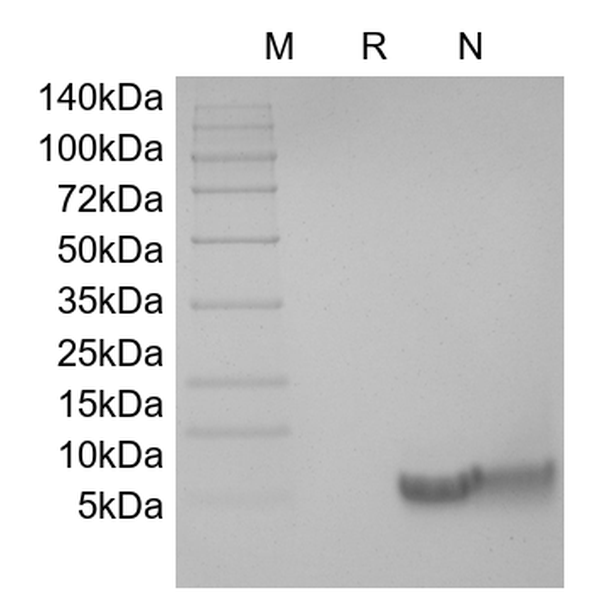 Recombinant Human BD-4