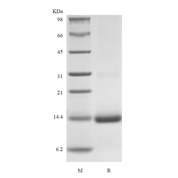 Recombinant Rhesus Macaque GM-CSF