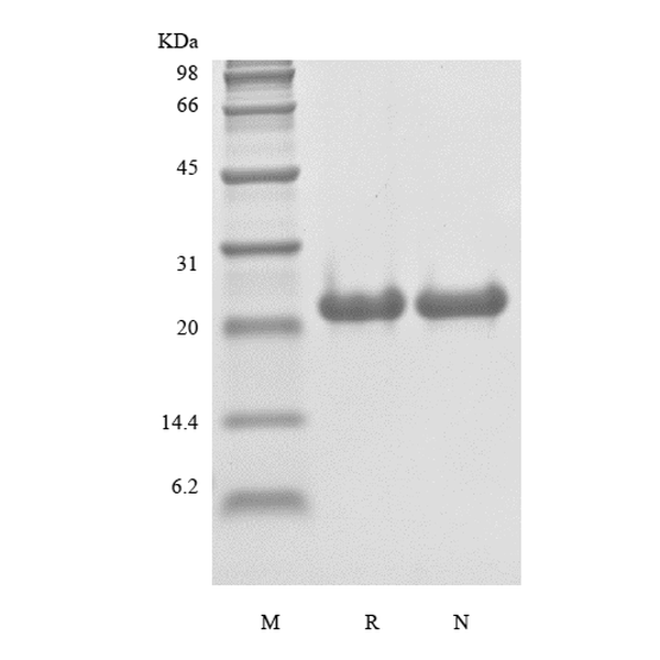 Recombinant Rat FGF-21