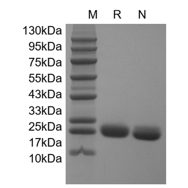 Recombinant Human IL-6