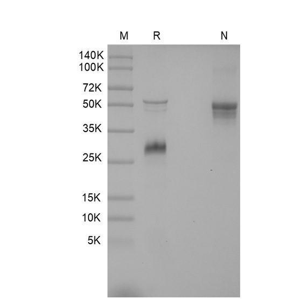Recombinant Mouse M-CSF