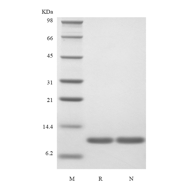 Recombinant Human Interleukin-13, Variant