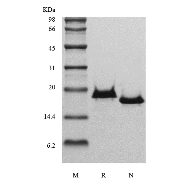 Recombinant Human Interleukin-17B
