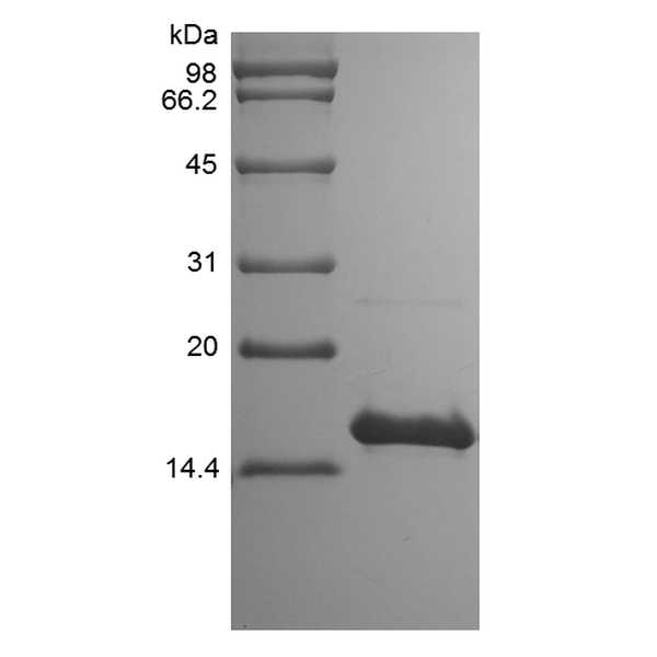 Recombinant Human Interleukin-17F