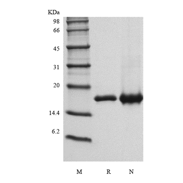 Recombinant Human Interleukin-36 alpha, 158a.a.