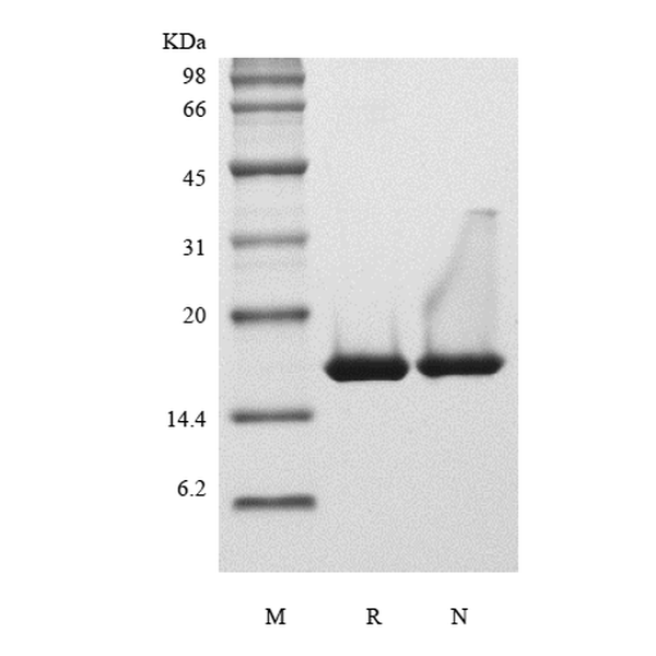 Recombinant Human Interleukin-36 beta, 153a.a.