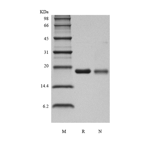 Recombinant Human Interleukin-36 gamma, 169a.a.