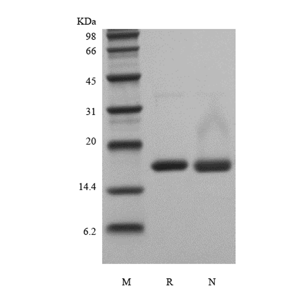 Recombinant Human Interleukin-36 gamma, 152a.a.