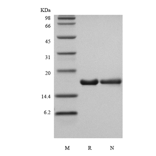 Recombinant Human Interleukin-36 Receptor Antagonist Protein