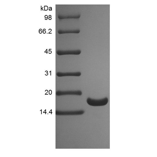 Recombinant Human Tumor Necrosis Factor-alpha/TNFSF2, His