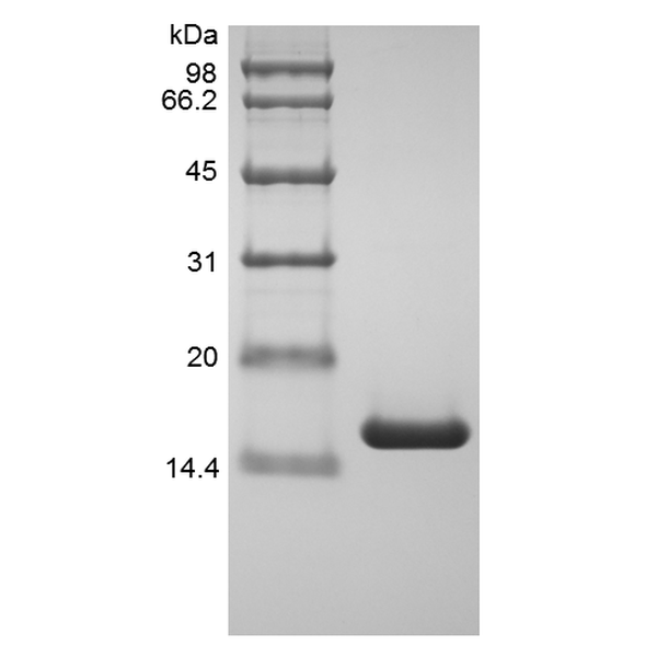 Recombinant Human Tumor Necrosis Factor-alpha/TNFSF2, Variant