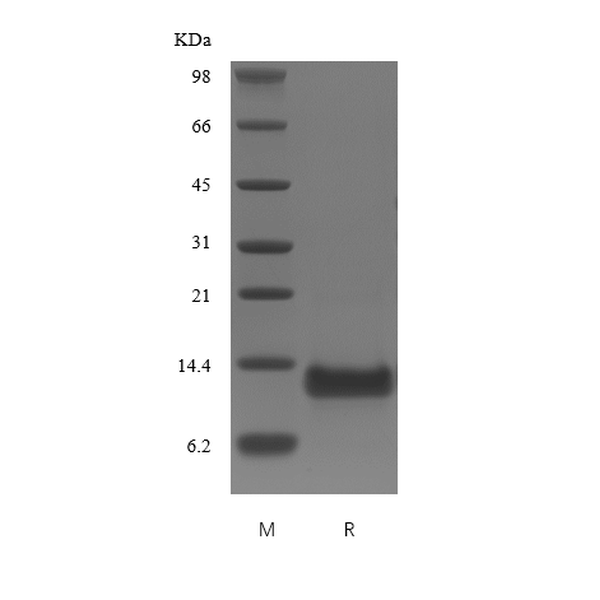 Recombinant Human B cell Activating Factor Receptor/TNFRSF13C