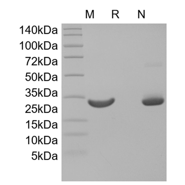 Recombinant Human Oncostatin-M, 195a.a.