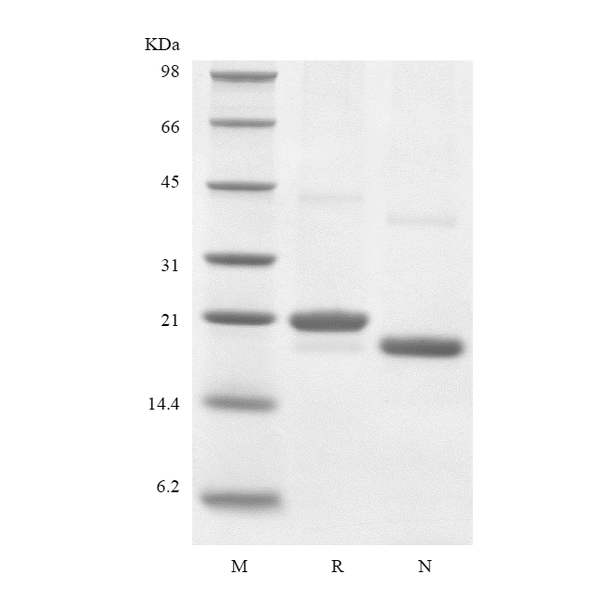 Recombinant Human Endostatin
