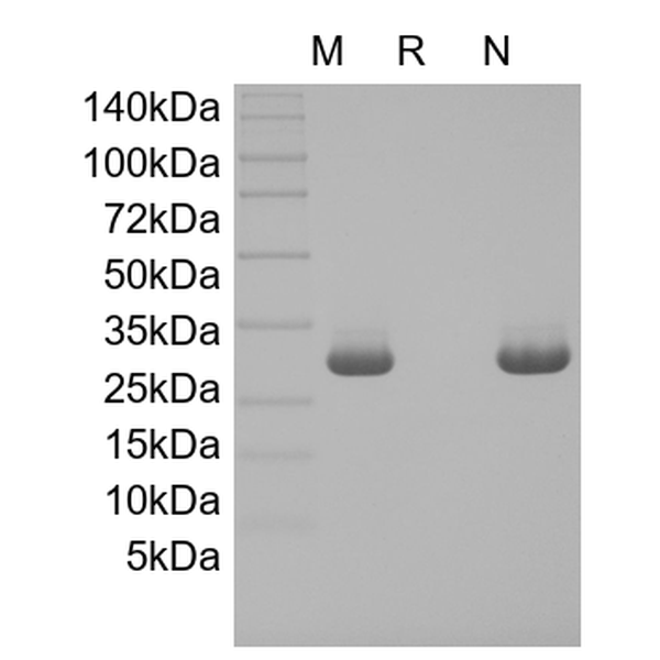 Recombinant Human 4-1BB Ligand/TNFSF9