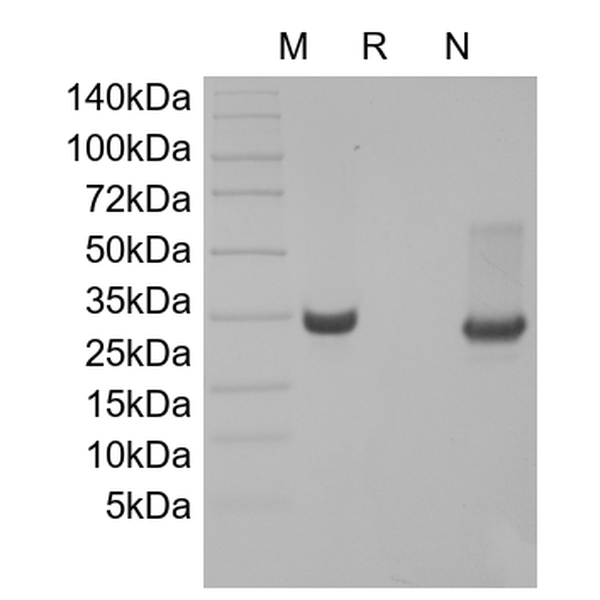 Recombinant Human 4-1BB Receptor/TNFRSF9