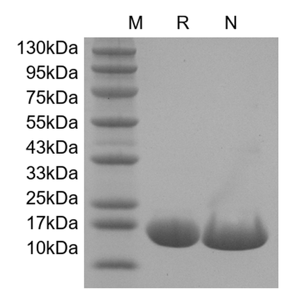 Recombinant Human TNF Ligand-related Molecule 1/TNFSF15