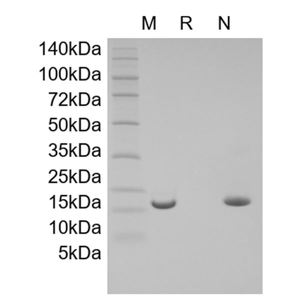 Recombinant Human Activation-induced TNFR member Ligand/TNFSF18