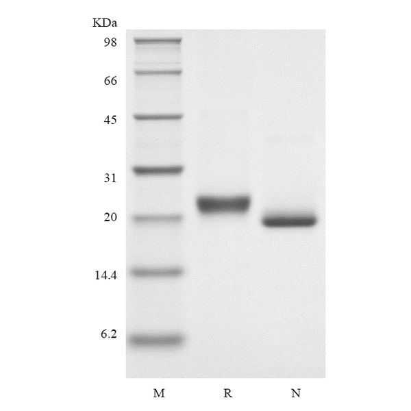 Recombinant Human soluble Tumor Necrosis Factor Receptor Type I/TNFRSF1A