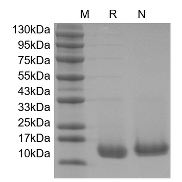 Recombinant Human Acidic Fibroblast Growth Factor