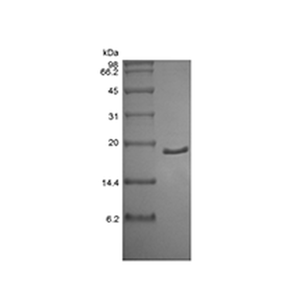 Recombinant Human Acidic Fibroblast Growth Factor, 2-155a.a.