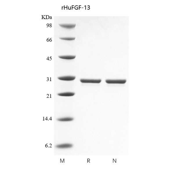 Recombinant Human Fibroblast Growth Factor 13