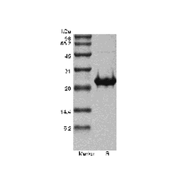 Recombinant Human Fibroblast Growth Factor 17