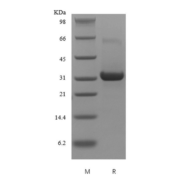 Recombinant Human Insulin-like Growth Factor-Binding Protein 5