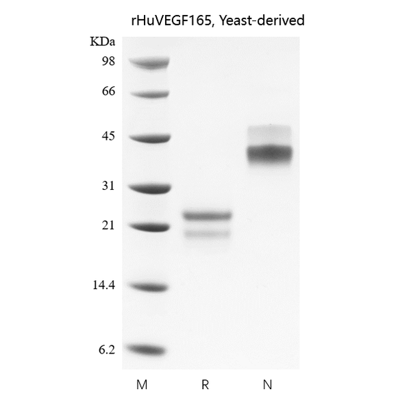 Recombinant Human Vascular Endothelial Growth Factor 165, Yeast-derived