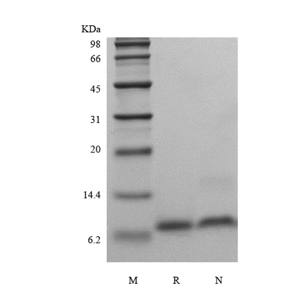 Recombinant Human Epigen