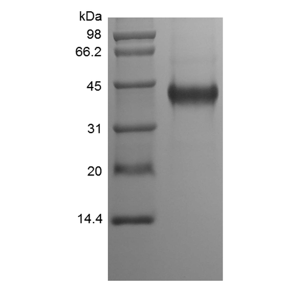 Recombinant Human Cysteine-rich Angiogenic Inducer 61