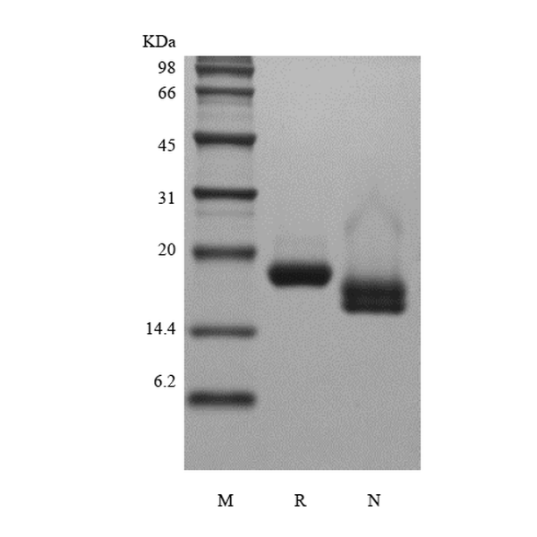 Recombinant Human Interferon-alpha1a