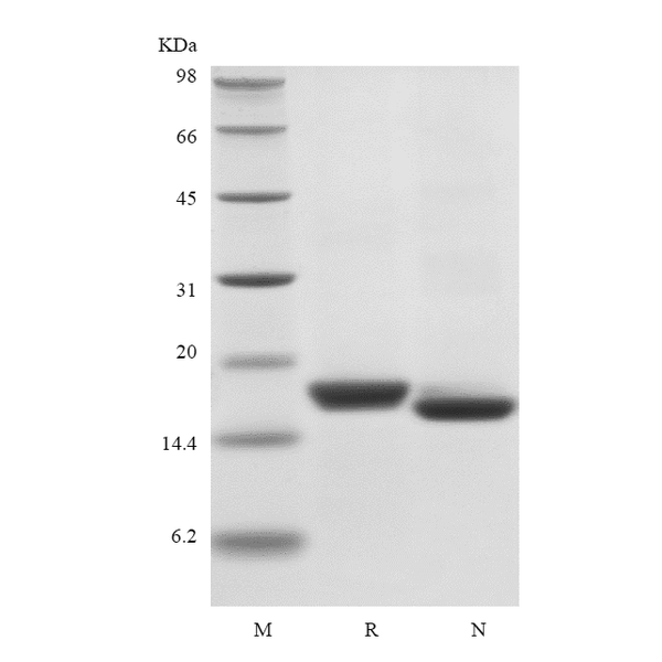 Recombinant Human Interferon-alpha2a