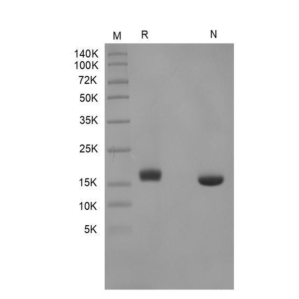 Recombinant Human Interferon-alpha2b, Ecoli.