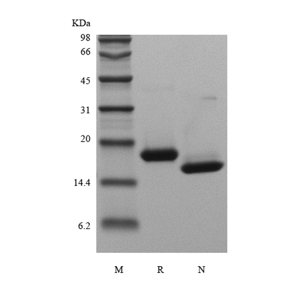 Recombinant Human Interferon-alpha2b, Yeast
