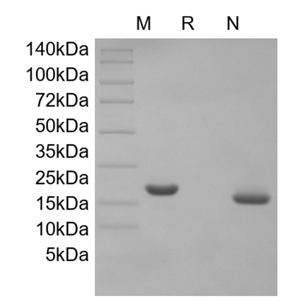 Recombinant Human Interferon-omega