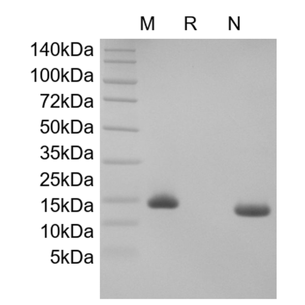 Recombinant Human Neurotrophin-4