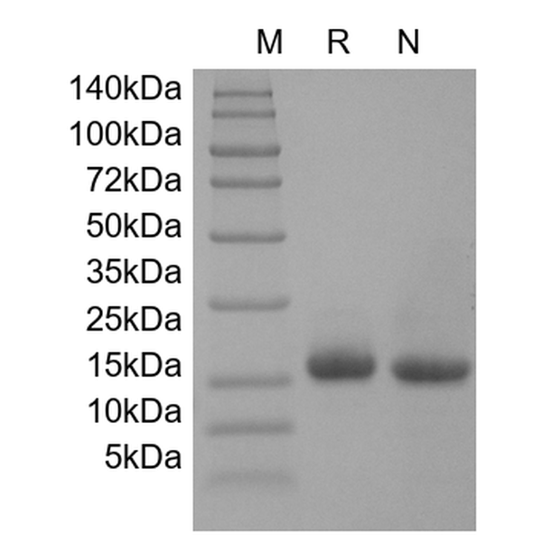 Recombinant Human Glia Maturation Factor beta
