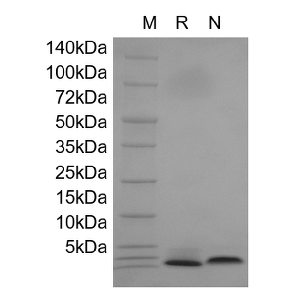 Recombinant Human Neuregulin 1-beta1 EGF Domain, 177-241a.a.