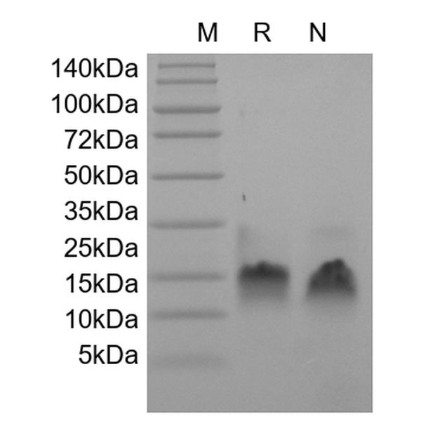 Recombinant Human Betacellulin