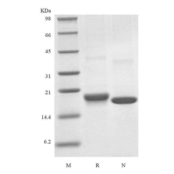 Recombinant Human Mesencephalic Astrocyte-Derived Neurotrophic Factor