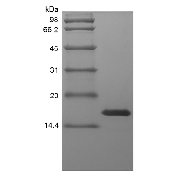 Recombinant Human Midkine