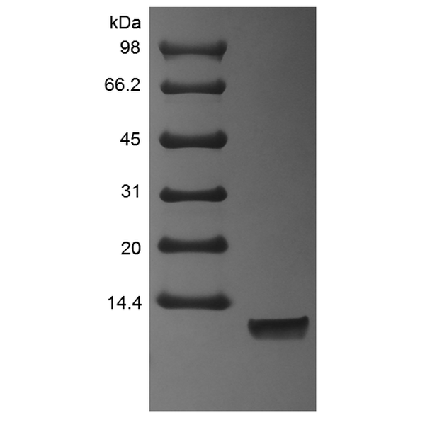 Recombinant Human Neuregulin 1-alpha EGF Domain